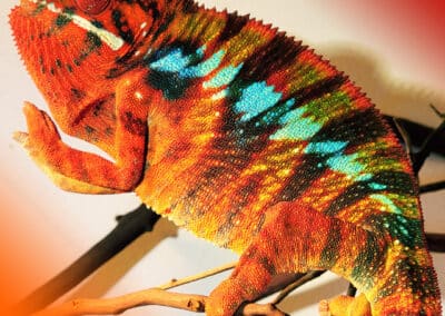 Red Black Orange Striped with black tiger strips mixed in.