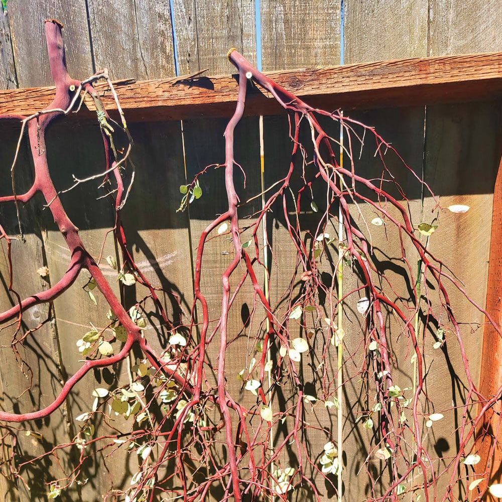 Manzanita branches