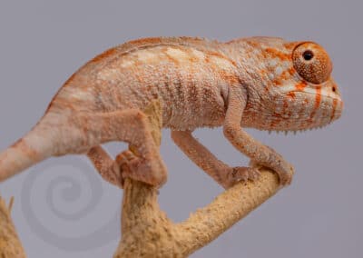 Baby chameleons 101 Panther Chameleons for sale