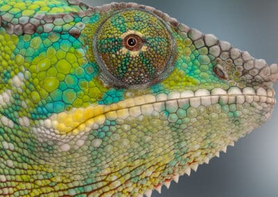 Ivar Panther Chameleon Egs For Sale