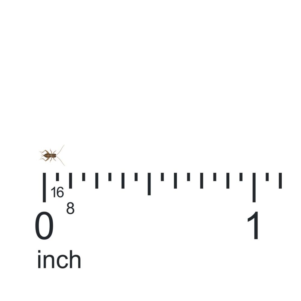 500 Count Pinhead Crickets for Sale | Lower 48 States | Free Shipping