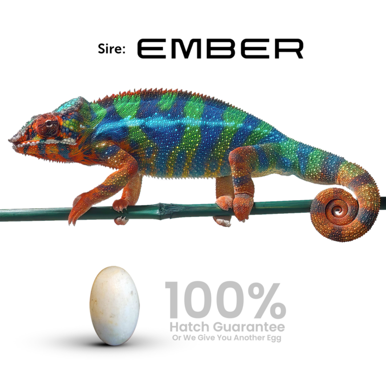 Ambilobe Panther Chameleon For Sale Males Females and Eggs Baby