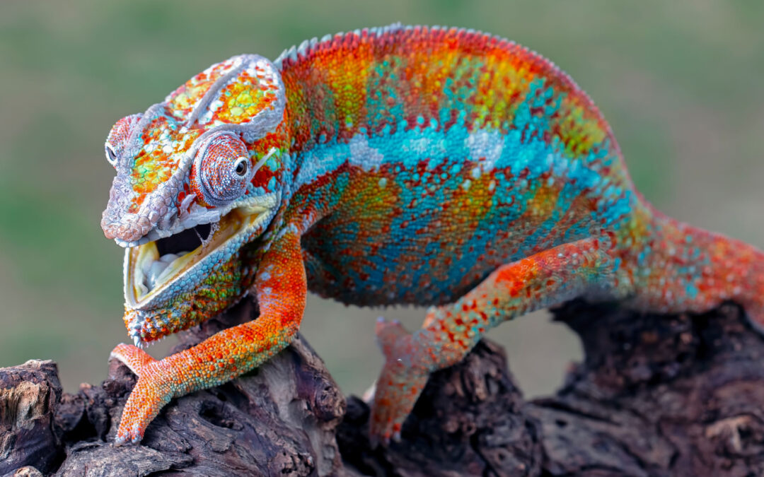 Why Do Chameleons Hiss?
