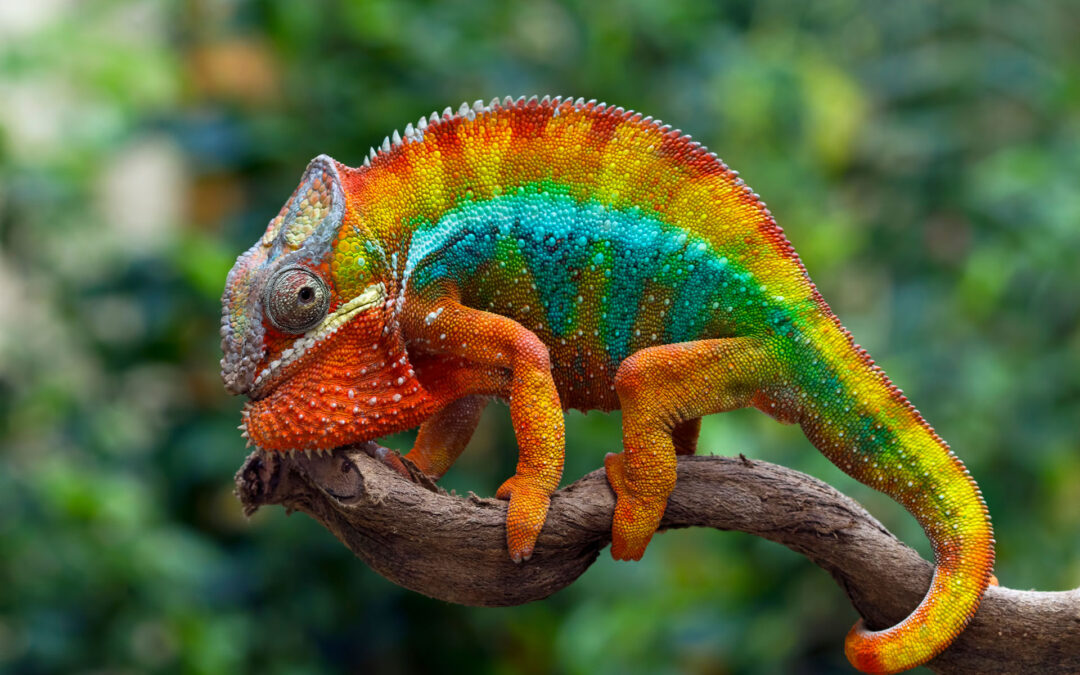 Discover the Top Reasons Why Panther Chameleons Puff Up – Boost Your Knowledge Today!