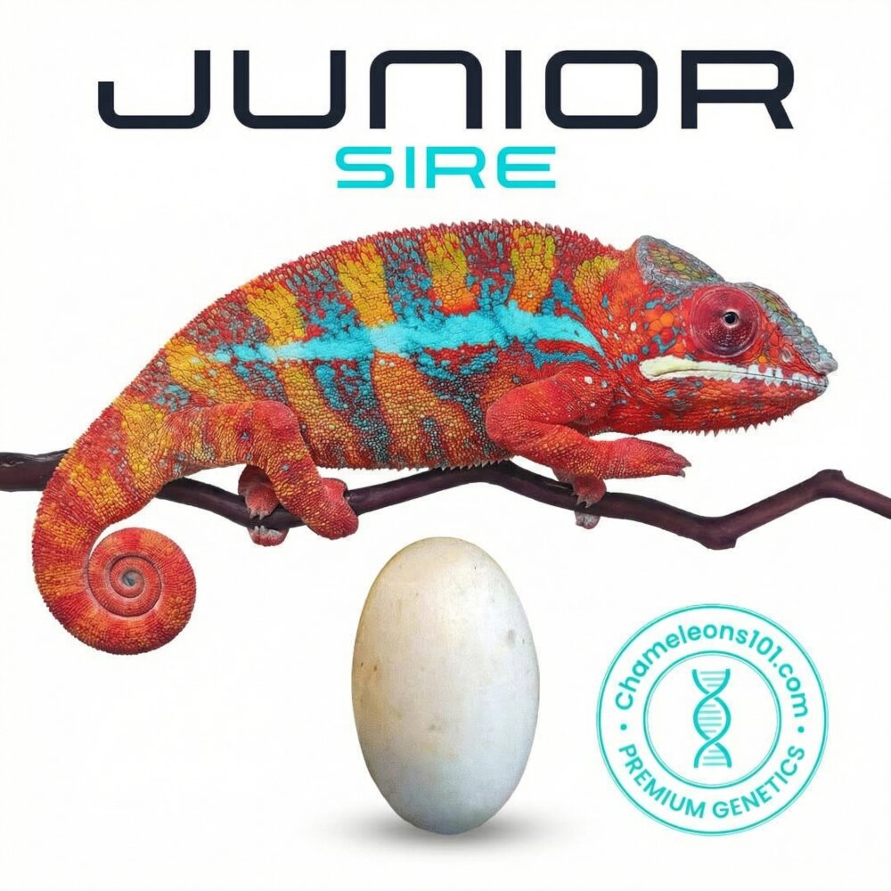 Junior