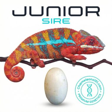 Junior