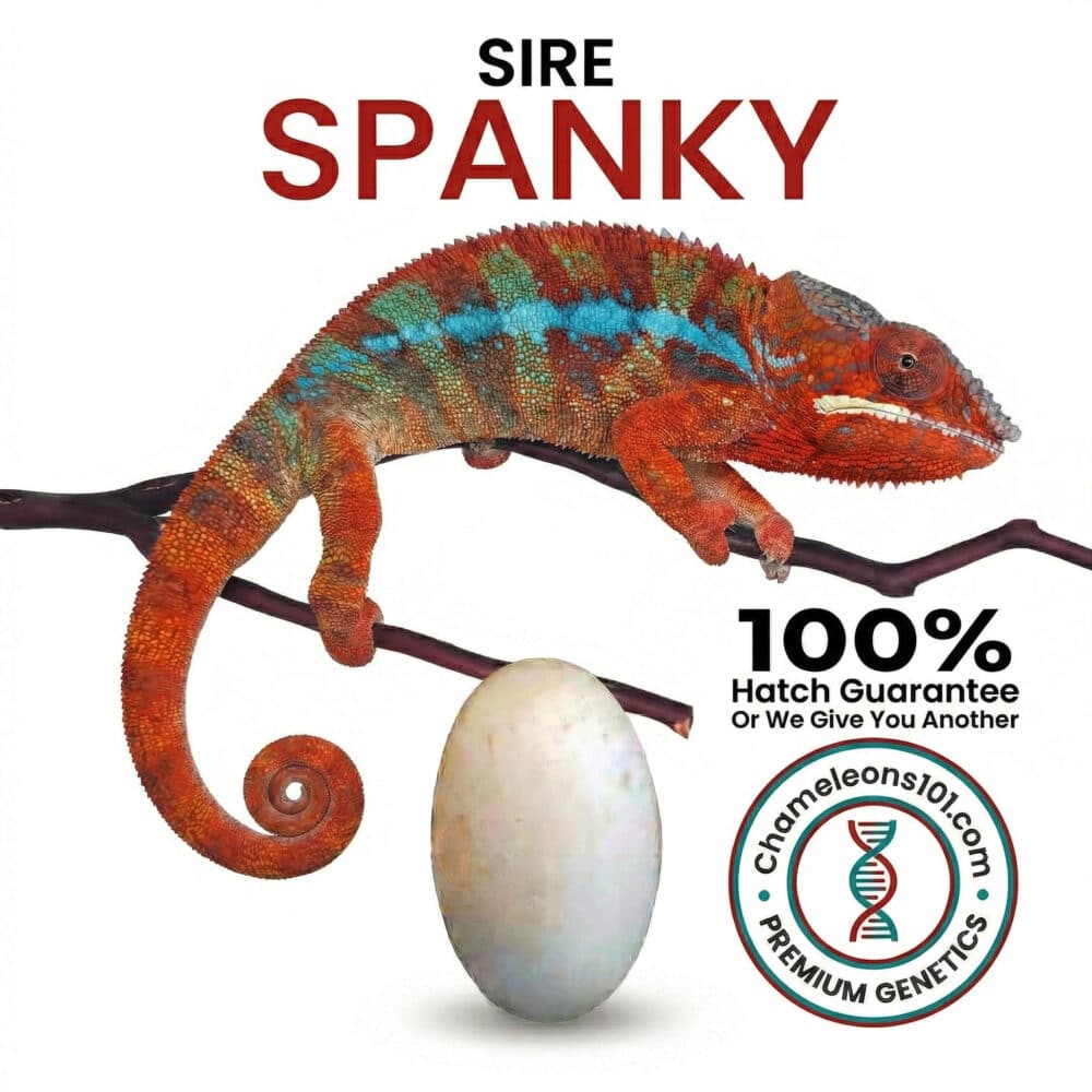 spanky Panther chameleons 101