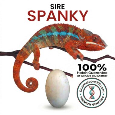 spanky Panther chameleons 101