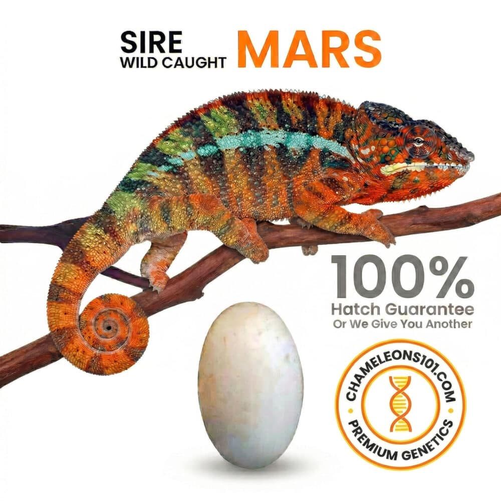 Mars_Wild Caught Pather chameleons 101