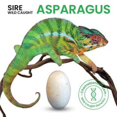 Wild-Caught_Nosy-Mitiso_Egg-For-Sale