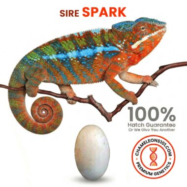 Spark Panther Chameleons 101