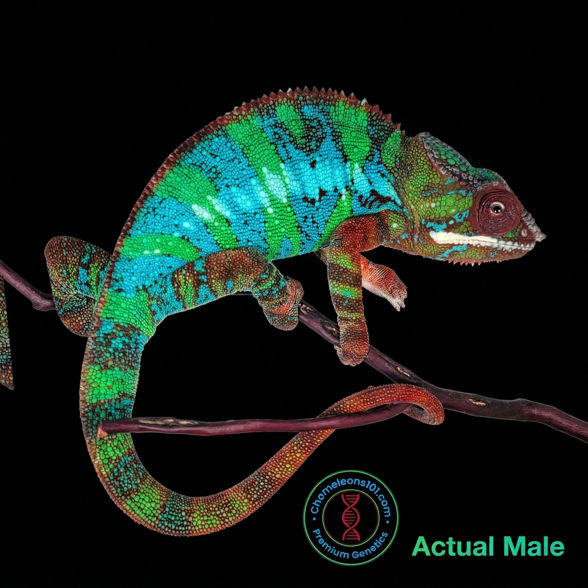 actual male for sale