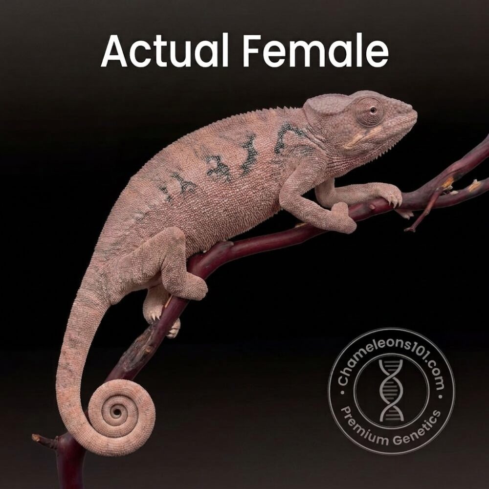 Ambanja-Female-10-months-old-super-blue-sire-crystal-Barry-dame-sire-Titan-