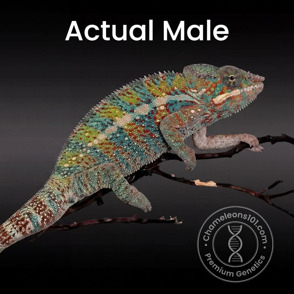 Male Ambilobe 5 months old actual animal