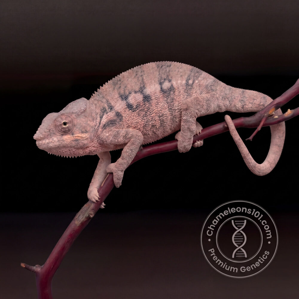 Sire - Rocky  Damn Sire -  Crypto ready to breed 2/2/25