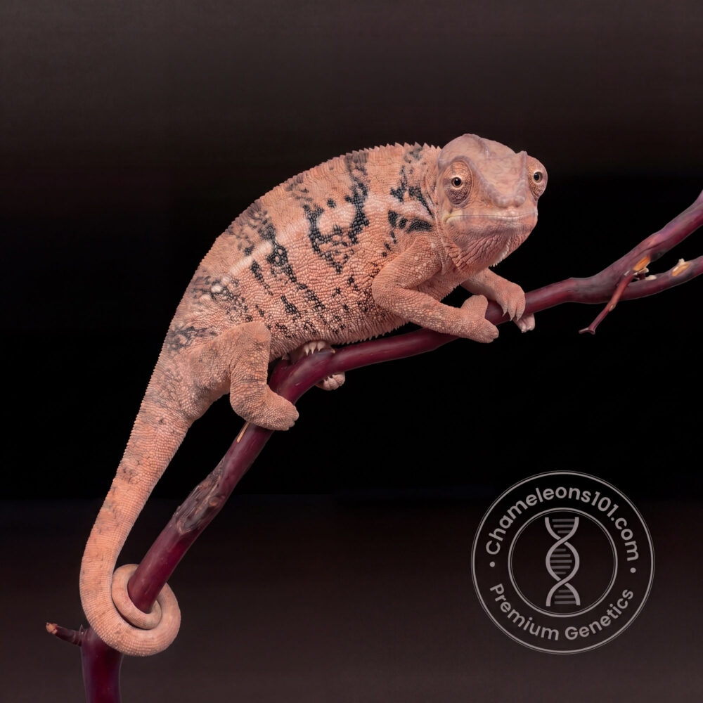 Sire Sniper Dame Sire Mack Ready to breed. 11/22/24