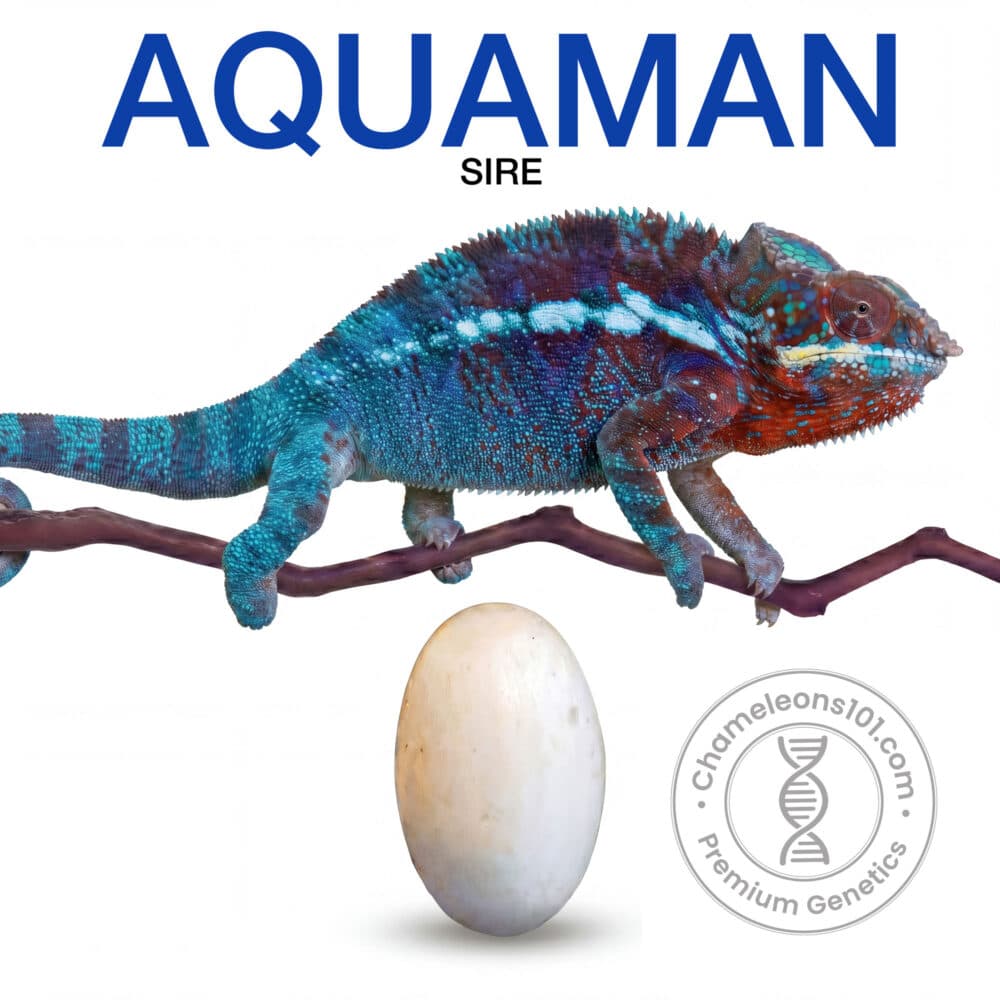 Panther Chameleon Ambanja Eggs For Sale | Aquaman PRESALE
