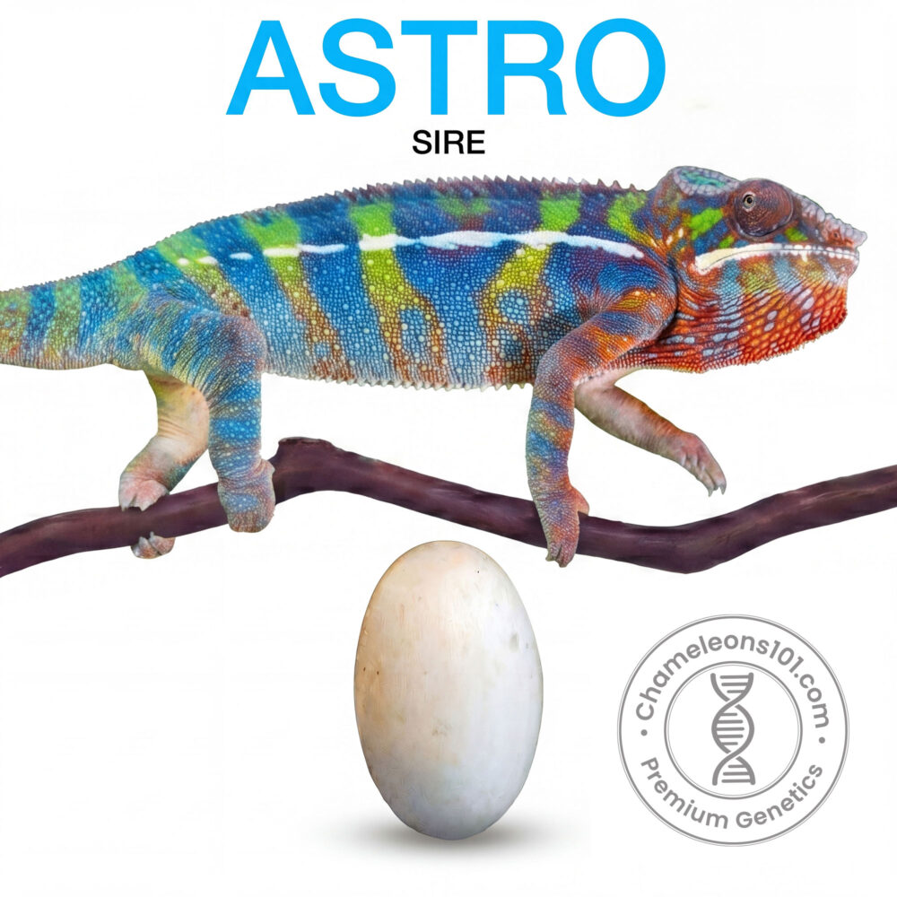 Ambilobe Panther Chameleon Eggs For Sale Astro