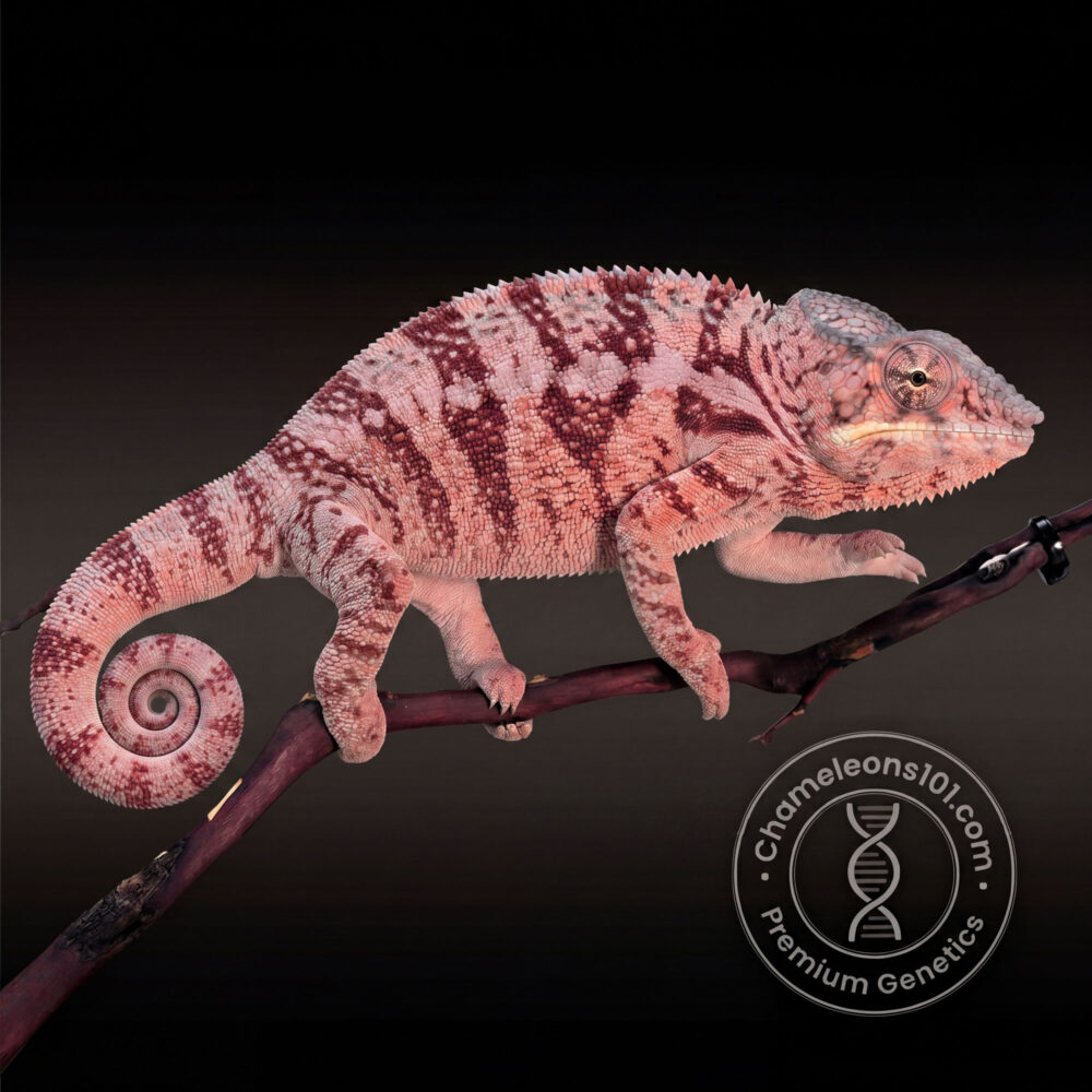 Sire: Ethereumn /  Dame Sire: Fireman ready to breed 8/2/24