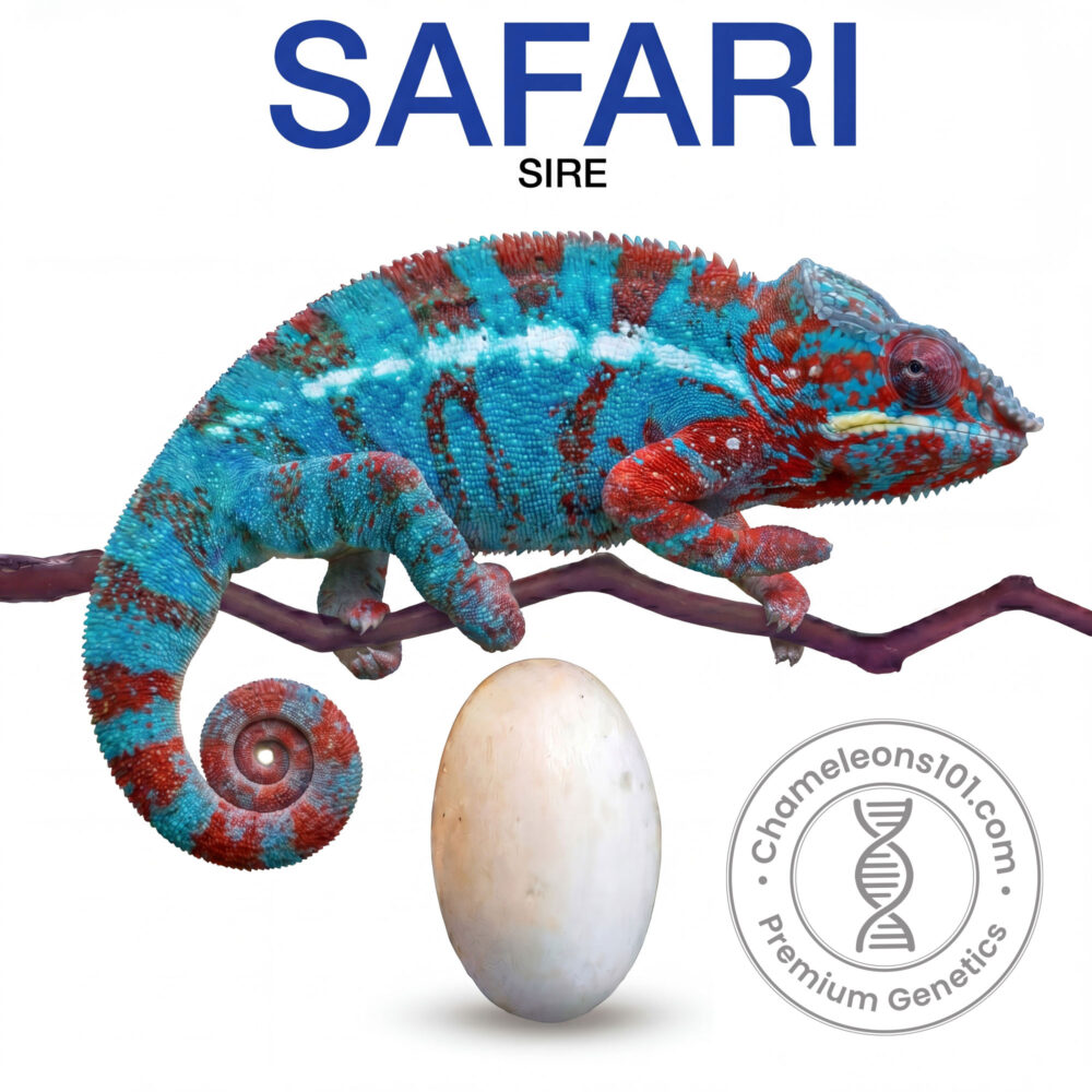 Panther Chameleon Ambilobe Eggs For Sale Safari