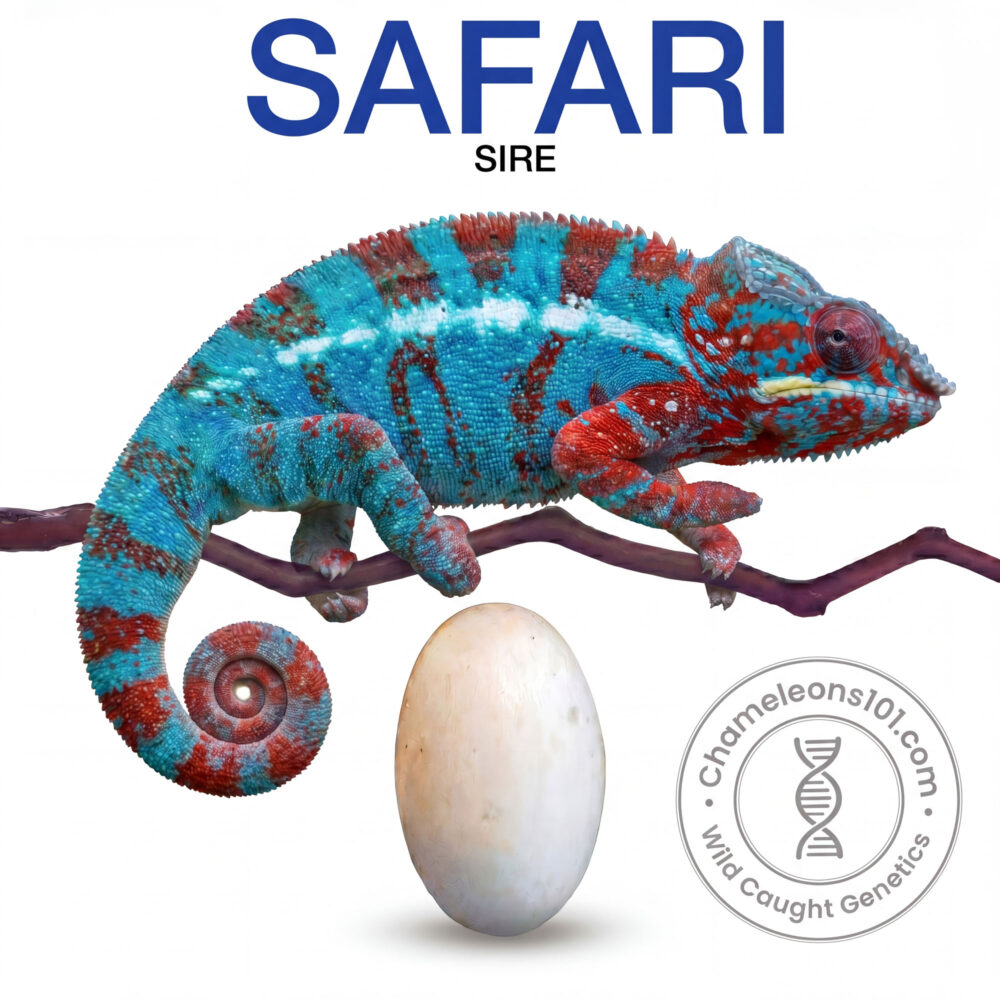 Panther Chameleon Ambilobe Eggs For Sale Safari