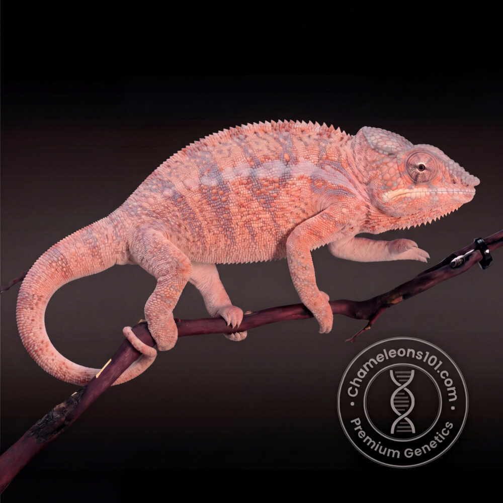 Sire Sniper Dame Sire Mack Ready to breed. 11/22/24