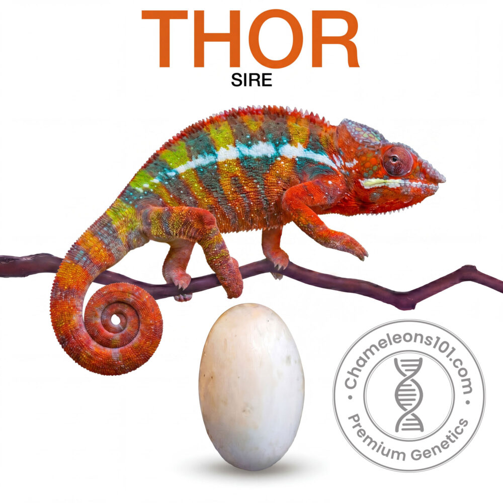 Panther Chameleon Ambilobe Eggs For Sale Thor