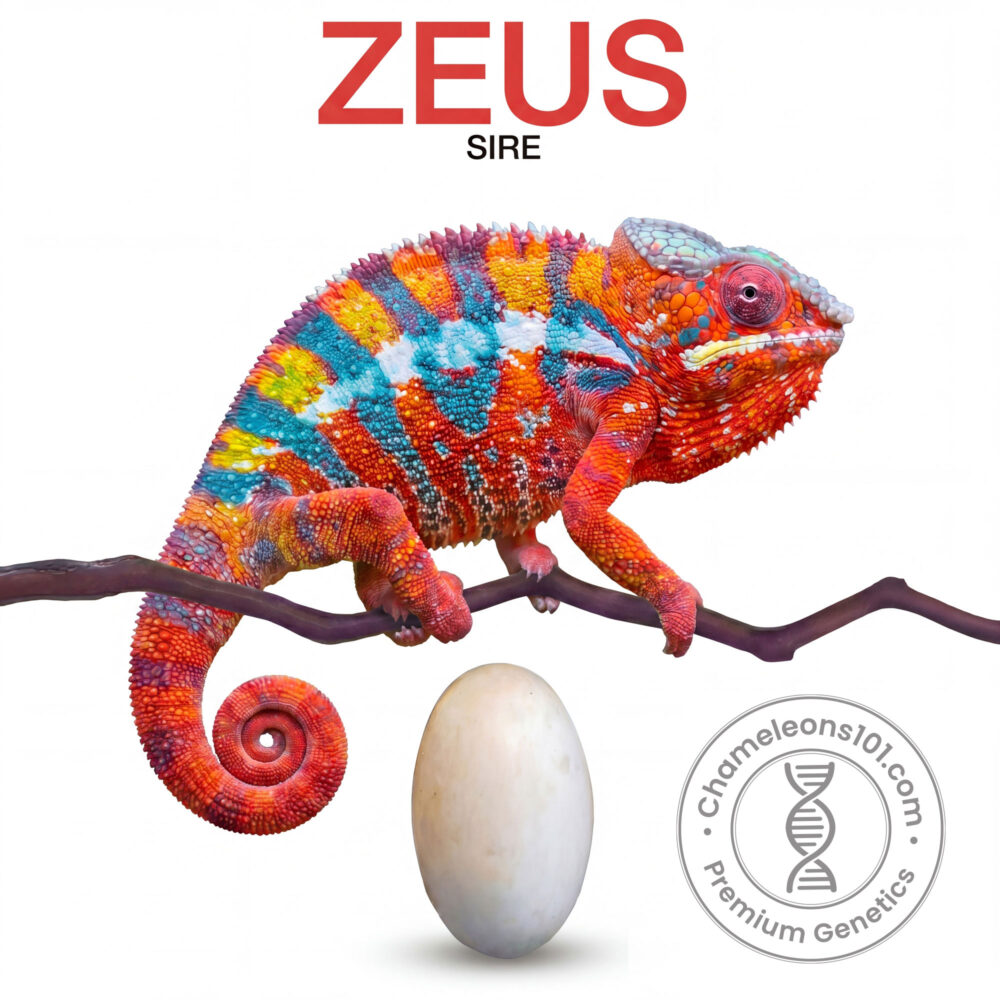Panther Chameleon Ambilobe Eggs For Sale Zeus
