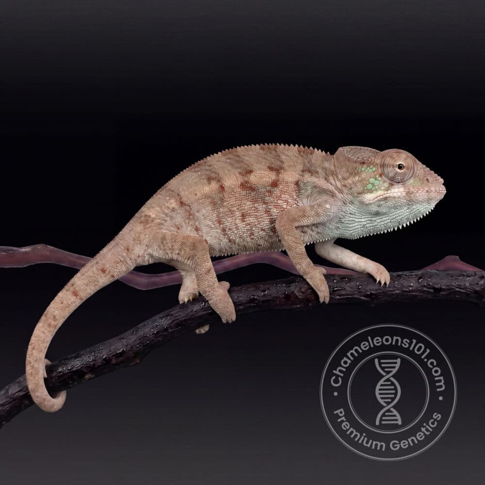 Male Ambilobe 3 Months old 10 Available 299.99